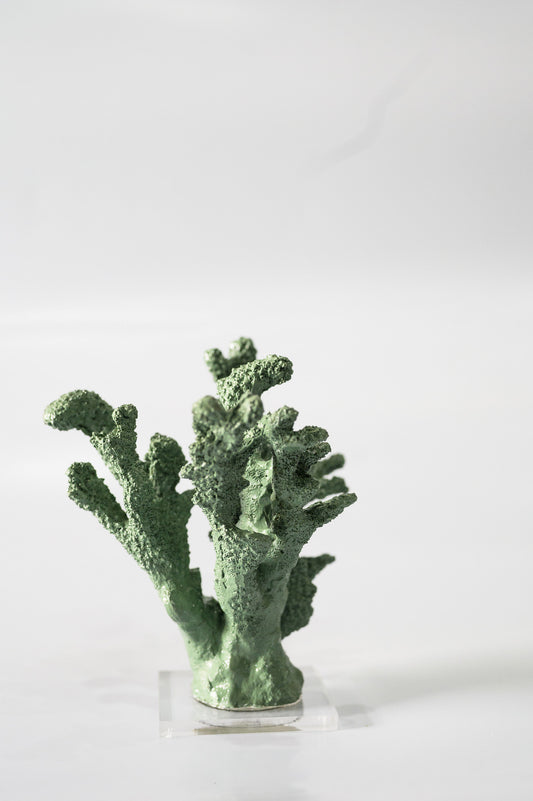Coral Médio  - Cor Oliva
