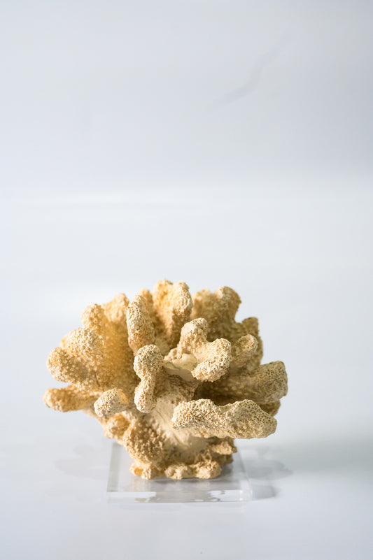 Coral Bola - Cor Palha
